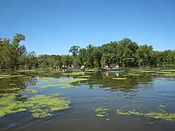 Kanus im Schutzgebiet