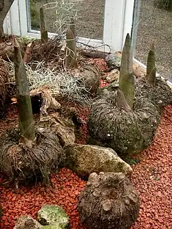 Teufelszunge (Amorphophallus konjac)