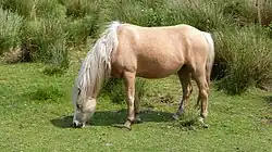 Normaler Palomino