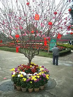 Chinesischer Pfirsichbaum