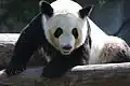 Großer Panda