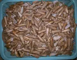 Karuka (Pandanus brosimos, Pandanus julianettii)