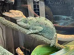 Pantherchamäleon (Furcifer pardalis)