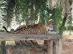 Jaguar
