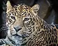 Leopard (Panthera pardus)