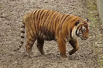 Malaysia-Tiger (Panthera tigris jacksoni)