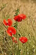 Klatschmohn (Papaver rhoeas)