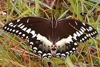 Schmetterling (Papilio palamedes)