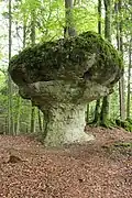 Der Parasol im Wald östlich des Paradiestals