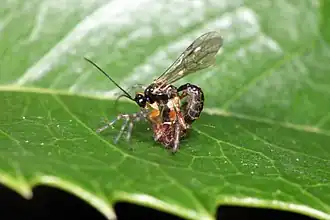 Brachyzapus nikkoensis legt ein Ei auf eine Spinne