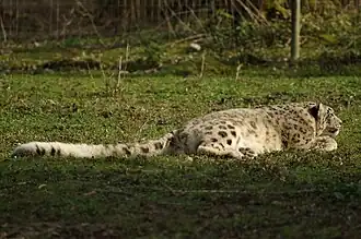 Schneeleopard (Panthera uncia)