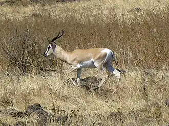 Sömmeringgazelle