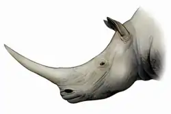 Kopf eines ausgestorben Nashorns nach links schauend auf weißem Hintergrund.