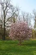 Japanische Blütenkirsche am Nordwestrand des alten Parks