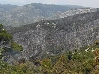 Die Parnitha nach dem Waldbrand 2007