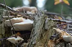 Foto eines Fruchtkörpers zwischen Totholzresten