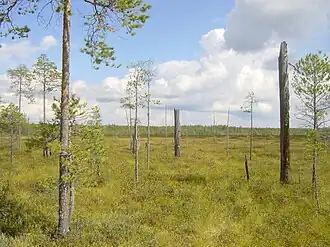Hochmoor im Patvinsuo