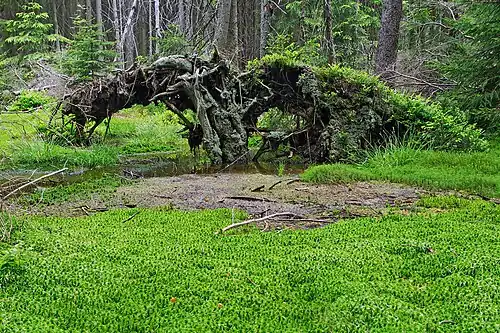 Naturreservat Pavlova Huť