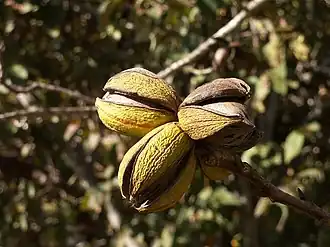 Reife Pekan­früchte