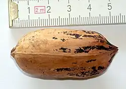 „Pekannuss“ mit Schale (Endocarp) ohne Frucht­hülle