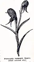 Pterostylis sargentii, Seite 36