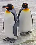 Königspinguin