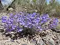 Penstemon pumilus