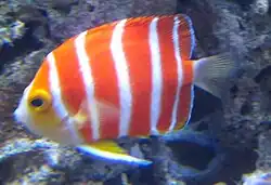 Cook-Zwergkaiserfisch (C. boylei)