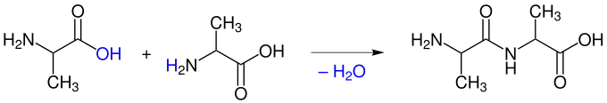 Bildung einer Peptidbindung