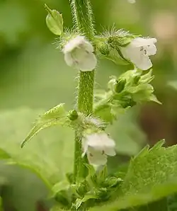Perilla frutescens, Detail des Blütenstandes (links); Samen (rechts)