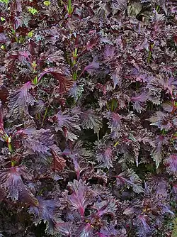 Rote Perilla (Shiso)