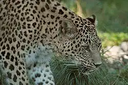 Persischer Leopard