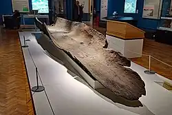 Der Carpow-Einbaum im Jahr 2019