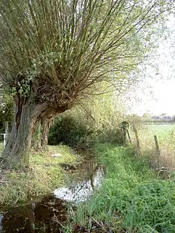 Kopfweiden an der Triet bei Pesch