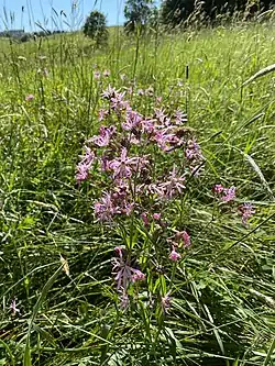 Kuckuckslichtnelke am Unterbreidbach im NSG