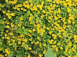 Pfennigkraut (Lysimachia nummularia)