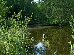 Moorteich im Randbereich
