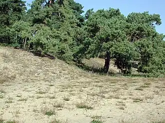 Pfungstädter Düne (2007)