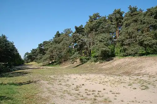 Pfungstädter Düne (2008)