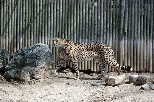 Gepard