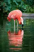 Kubaflamingo