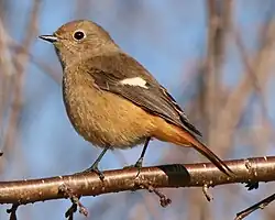 Weiblicher Spiegelrotschwanz