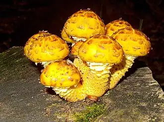 Goldfell-Schüppling (Pholiota aurivellus)