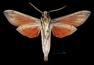 Phryxus caicus ♂ △