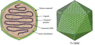 Schemazeichnung eines Virions der Gattung Chlorovirus, Familie Phycodnaviridae (Querschnitt und Seitenansicht, ohne Dorn und Vertex)