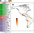 Phylogenetik und Verteilung von Haplogruppe C (mtDNA)1b: Sichtbar sind zwei extreme Verbreitungsschwerpunkte der Haplogruppe; eines in Mexiko und das andere in Peru.[92]