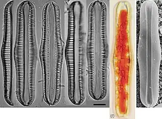 E. gibba [Rhopalodia gibba]: (a–f) LM- und (g) REM-Aufnahmen. Balken: 10&nbsp;μm.
