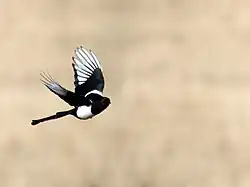 Foto einer Hudsonelster im Flug