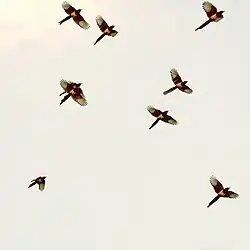 Ein Schwarm fliegender Gelbschnabelelstern