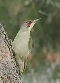 Grünspecht (Picus viridis)